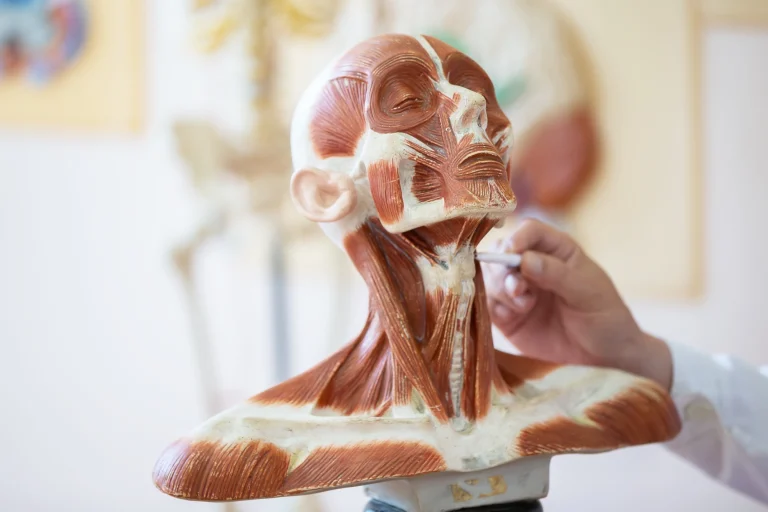level 3 anatomy physiology hero